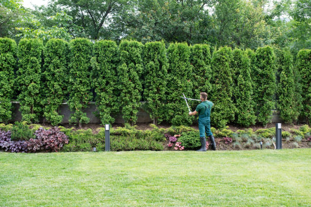 Professional Tree Removal and Landscaping Services in Williston Park, NY